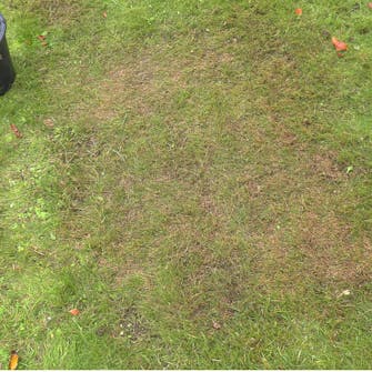 Mose i gressplenen: Så er det bare å vente Mose i gressplenen: Så er det bare å vente